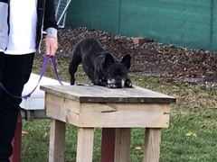 Obstacle Walking Classes - ALL 4 PAWS Geelong