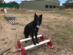 Obstacle Walking Classes - ALL 4 PAWS Geelong