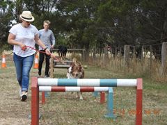 Obstacle Walking Classes - ALL 4 PAWS Geelong