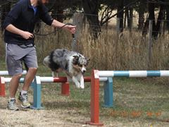 Obstacle Walking Classes - ALL 4 PAWS Geelong