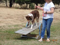 Obstacle Walking Classes - ALL 4 PAWS Geelong