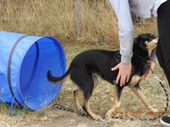 Obstacle Walking Classes - ALL 4 PAWS Geelong