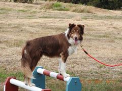 Obstacle Walking Classes - ALL 4 PAWS Geelong